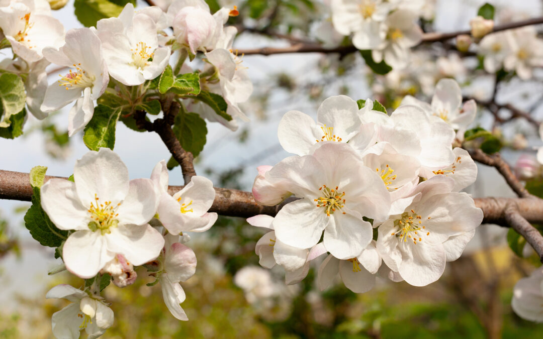5 fragrant trees for your yard