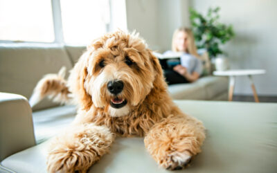 WHAT TO DO WITH PETS WHEN SHOWING A HOME